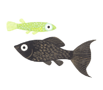 Aquatic Husbandry
